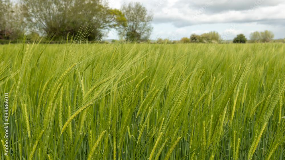 View of a field of barley (hordeum vulgare) out in ear View of a field of barley (hordeum vulgare) out in ear