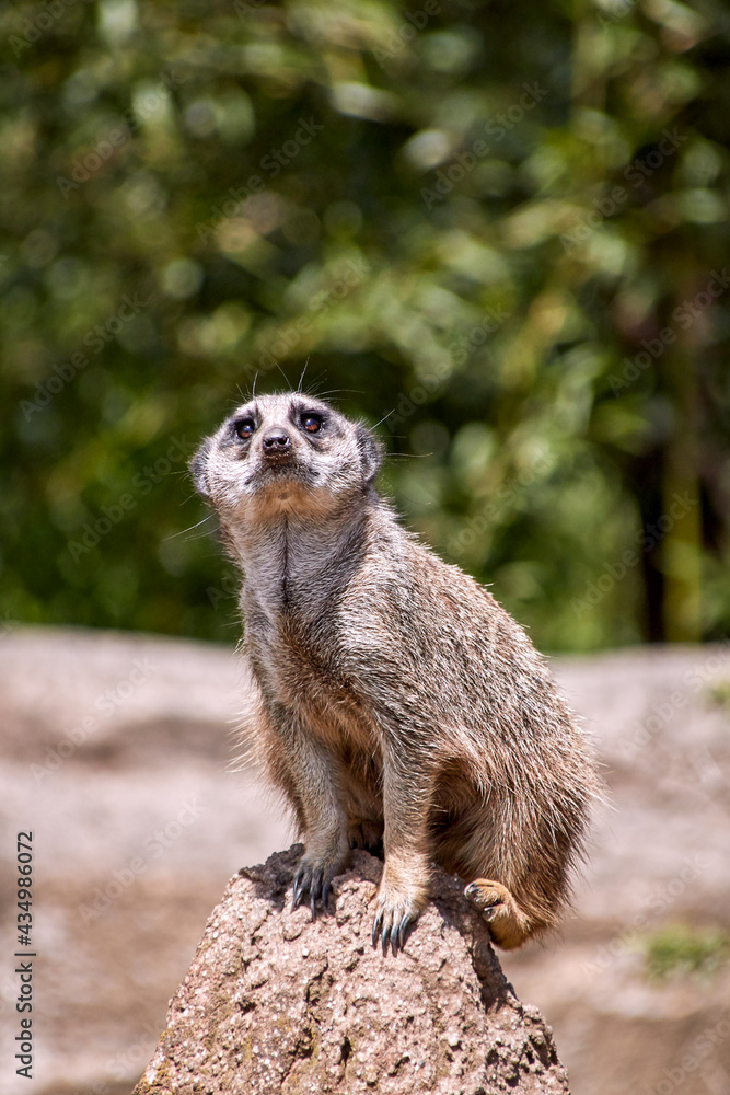 Fototapeta premium Meerkat guard watching für predators