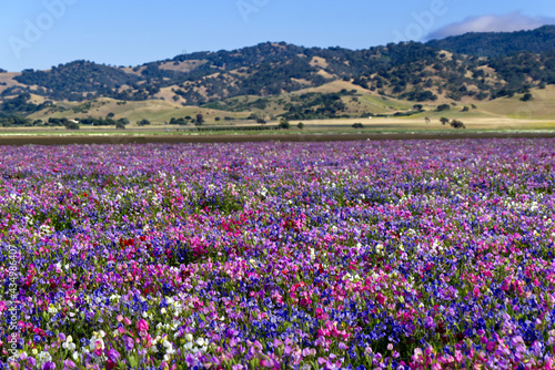 Central California - Hwy 156 flower field
