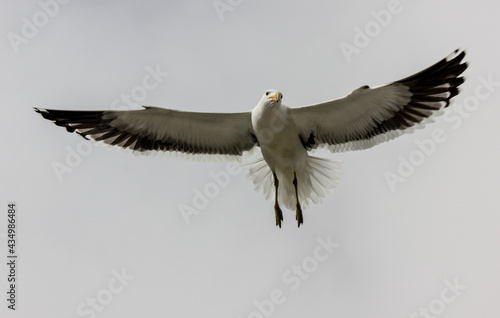 Namibian seagull photo