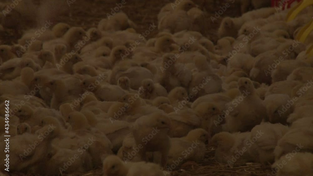 View footage close up many chicken in chicken farm, Industrial of