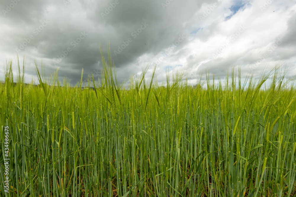 View of a field of barley (hordeum vulgare) out in ear View of a field of barley (hordeum vulgare) out in ear