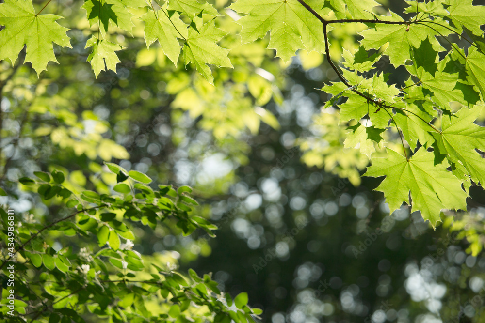 Bright green leaves with dark background under sunshine in the morning Bright green leaves with dark background under sunshine in the morning
