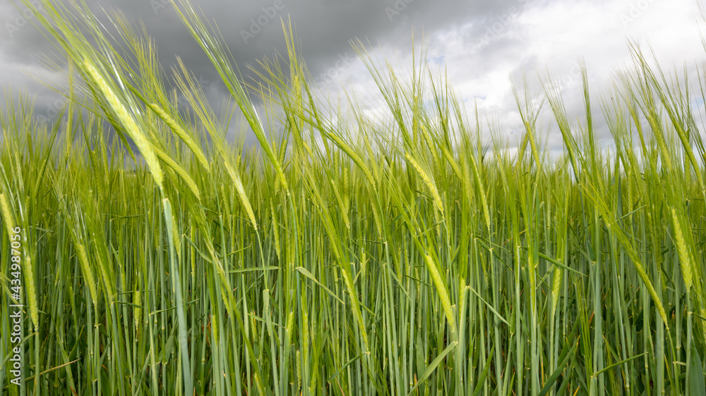 View of a field of barley (hordeum vulgare) out in ear