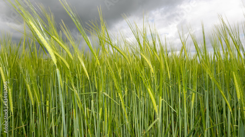 View of a field of barley  hordeum vulgare  out in ear