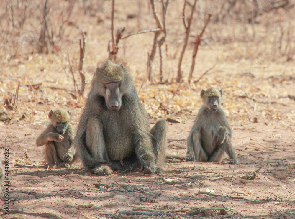 Baboon mother and babies in the grasslands, Africa