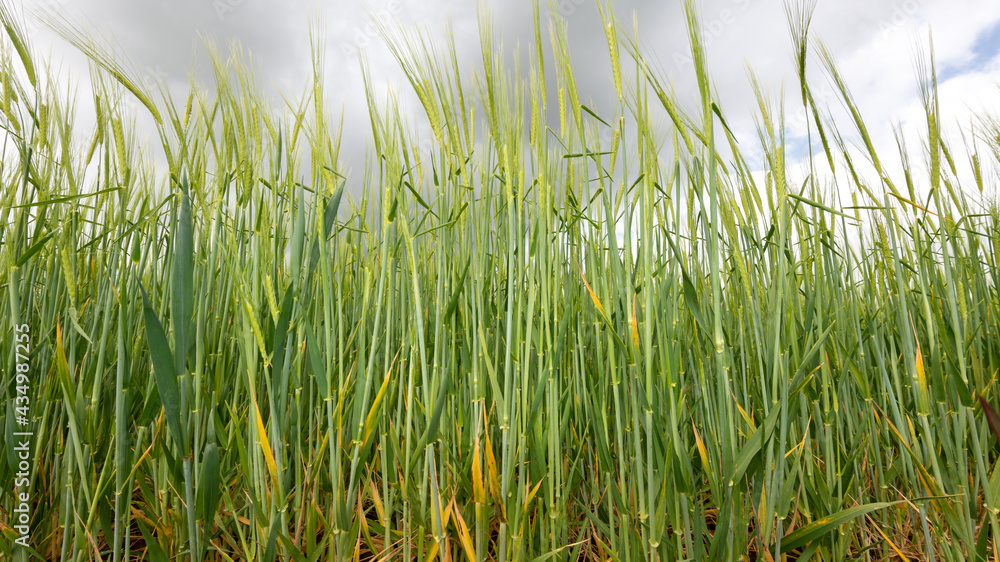 View of a field of barley (hordeum vulgare) out in ear