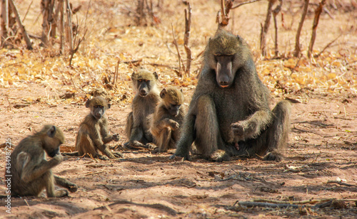 Baboon mother and babies in the grasslands, Africa