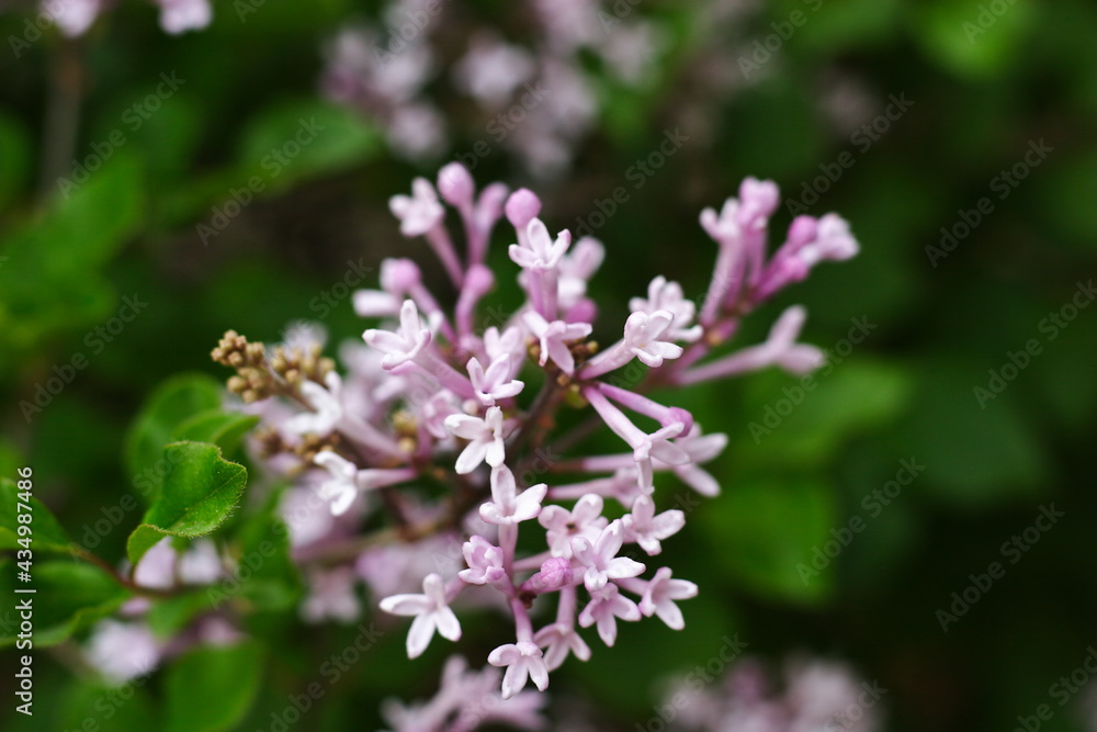 Close up of a bunch of lilacs