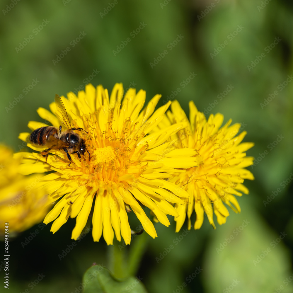 A bee flew to the yellow dandelion. A bee flew to the yellow dandelion.