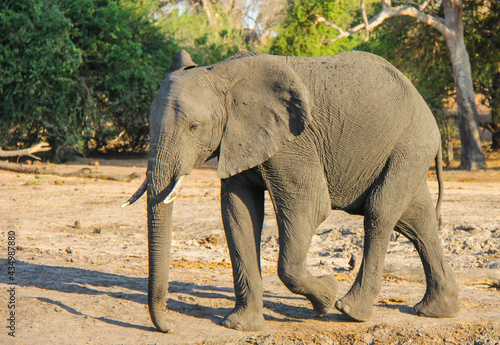 hungry elephant walking  in the savannah  Botswana Africa