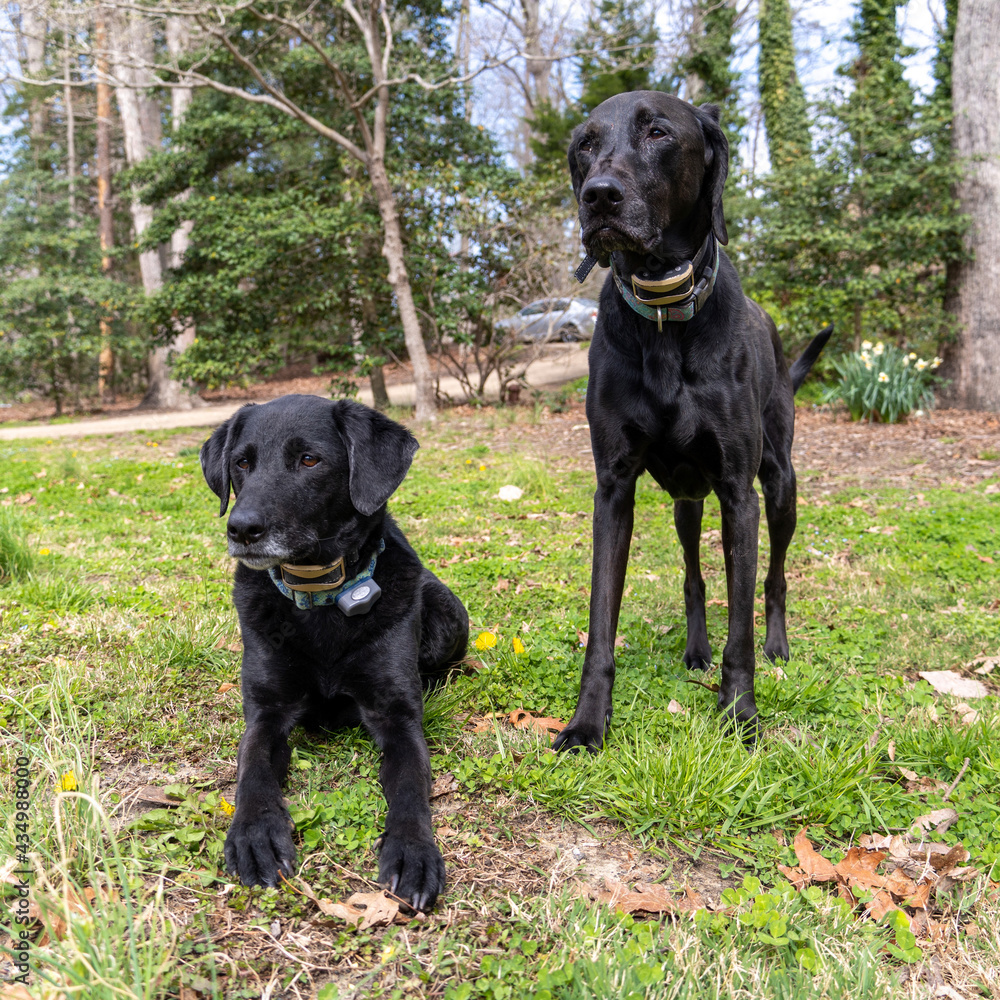 black labrador retrievers