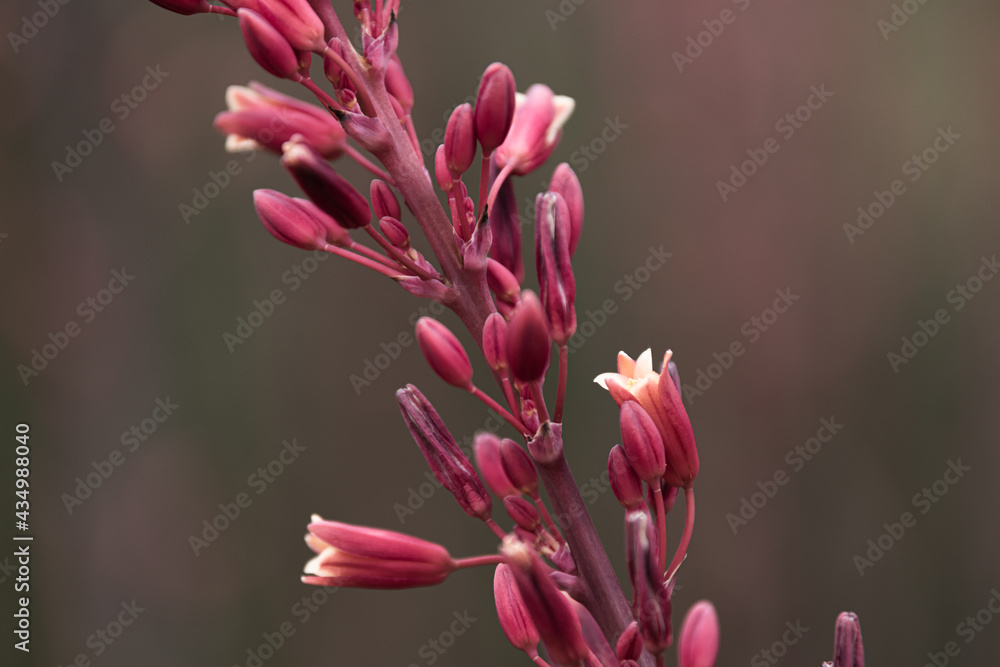 Brautiful plants blooming in Southern California