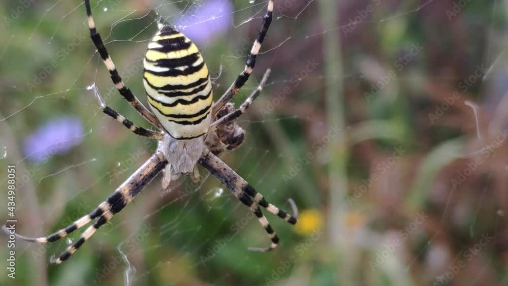 wasp spider on her spider web. (Argiope bruennichi ) also called zebra, tiger, spider Yellow striped nsect wasp spider on her spider web. (Argiope bruennichi ) also called zebra, tiger, spider Yellow striped nsect