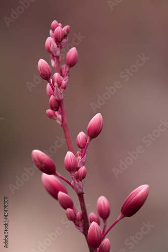 Brautiful plants blooming in Southern California