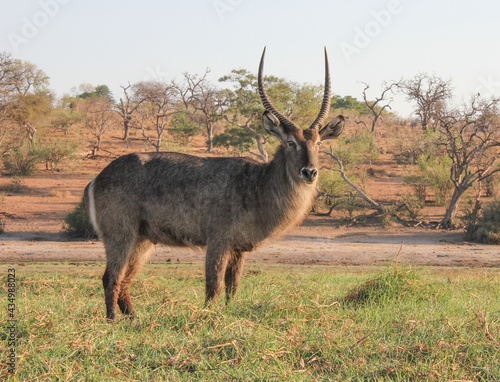 Large waterbuck antelope with huge horns in Africa photo
