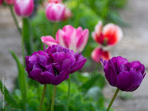 Purple double tulips on the background of colorful flowers and greenery in the spring garden