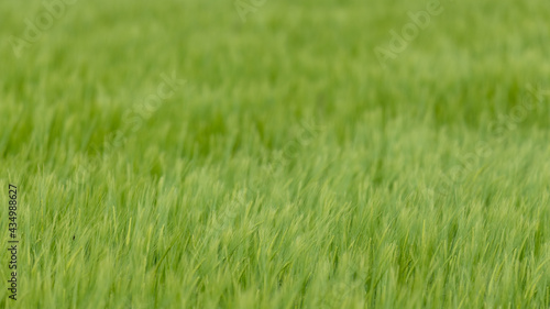 Barley crop (hordeum vulgare) out in ear