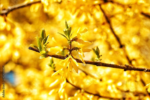 Kwiaty żółte