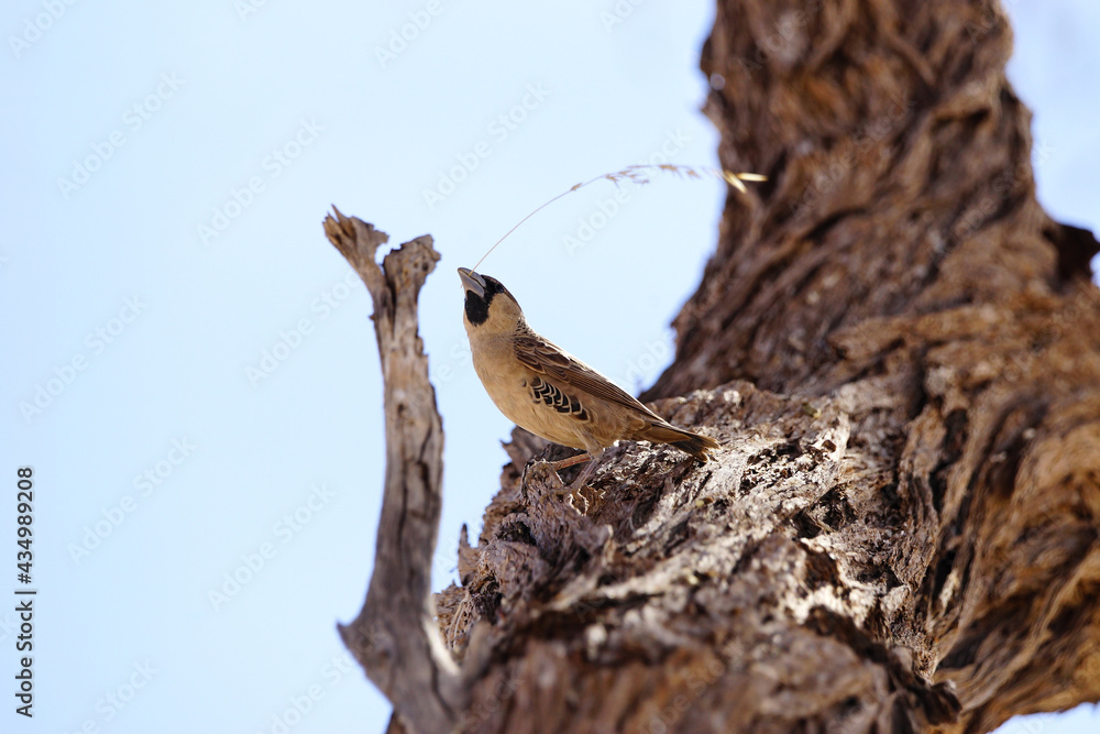 A sociable weaver, a desert bird, picking up grass to build nest. A sociable weaver, a desert bird, picking up grass to build nest.