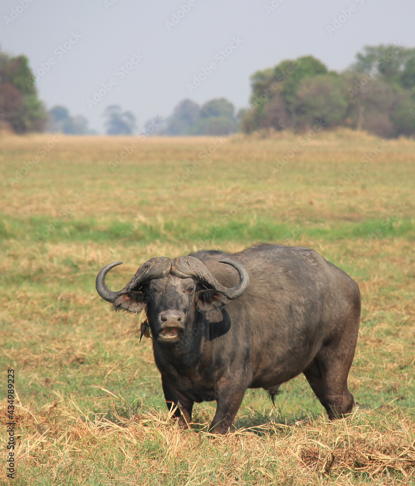 Aggressive Cape buffalo on the grasslands in Africa