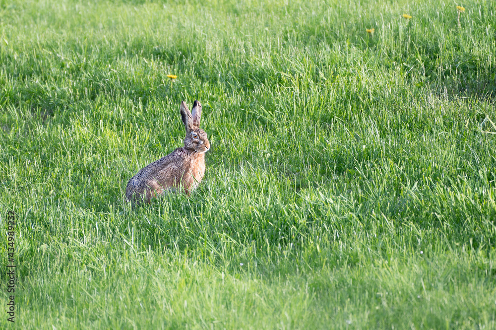 Naklejka premium Feldhase
