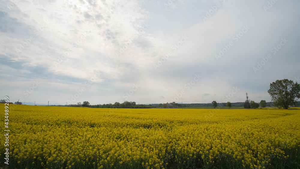 Yellow rapeseed plats in bloom on a cloudy farm rural landscape