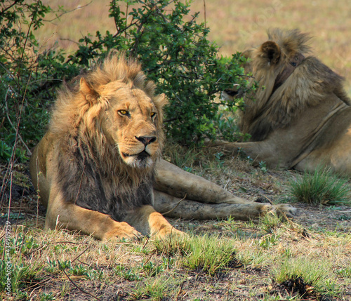 African lion resting in  Savannah grasslands
