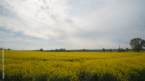 Yellow rapeseed plats in bloom on a cloudy farm rural landscape