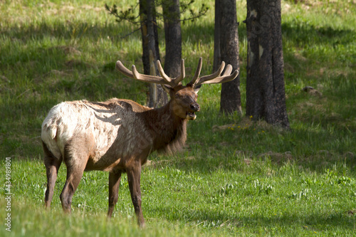 Male Elk with Shadow of Antlers on His  Back