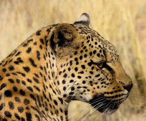 Cheetah in Namibia  Africa