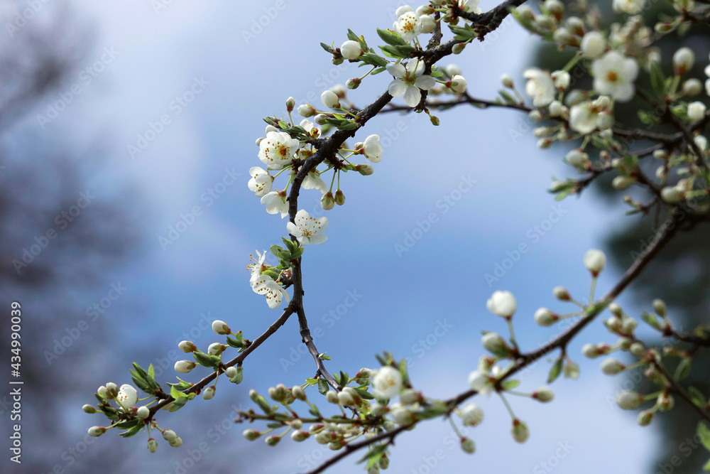 Blooming tree branch against the sky. Selective focus Blooming tree branch against the sky. Selective focus