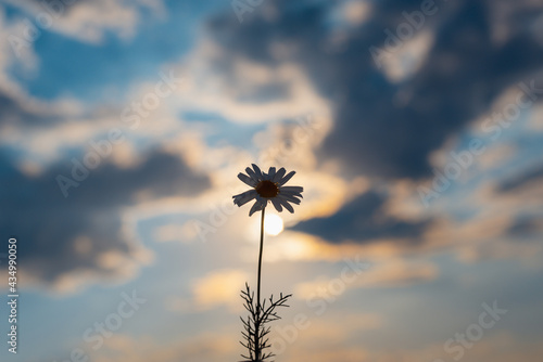 Chamomile flower on the background of the sunset.