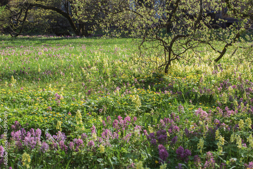 Wallpaper Mural Glade in the park with flowering plants Torontodigital.ca