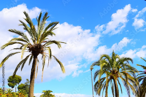 Fototapeta Naklejka Na Ścianę i Meble -  palm trees on blue sky