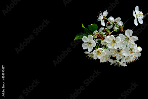 Blooming cherry branch. Spring white flowers. Wine tree in bloom. © sandipruel