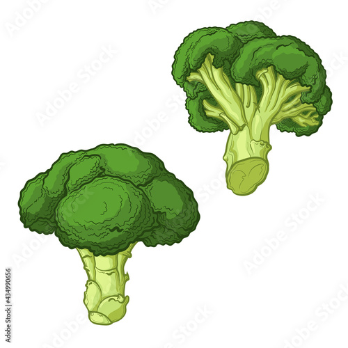 Broccoli drawn in cartoon style. Vector illustration isolated on a white background.