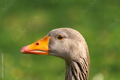 Greylag goose ( Anser anser ) in early spring morning on the lake in Ramat Gan park. Israel.