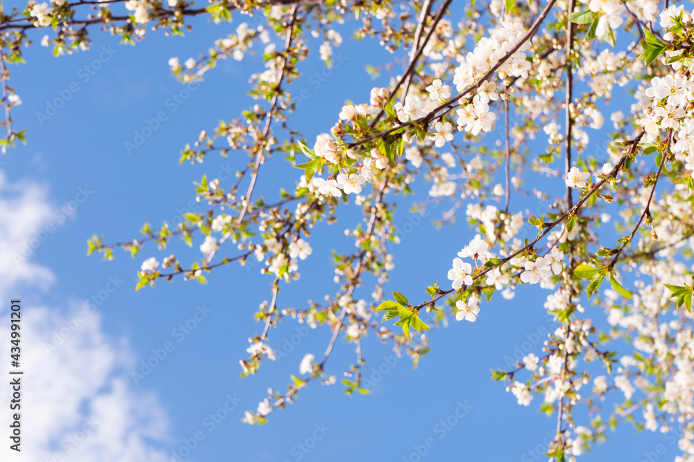 Cherry tree blooming wallpaper. Spring blossom texture Cherry tree blooming wallpaper. Spring blossom texture