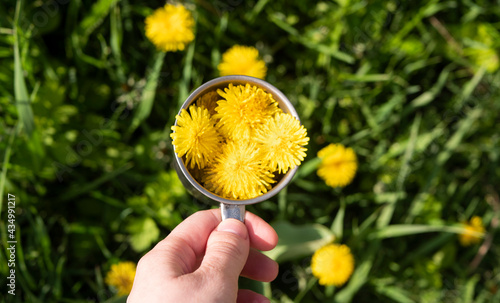 Hand hold cup of dandelions. Top view on green meadow with yellow flowers. Natural herbal tea