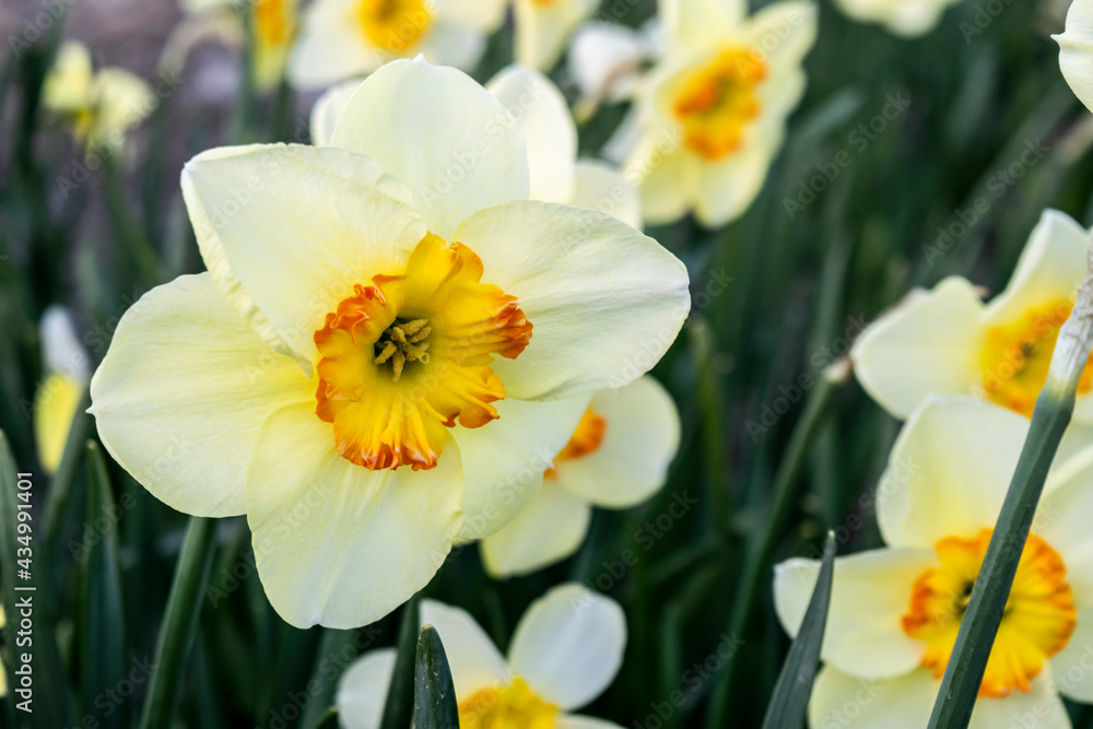 Beautiful variety fragrant daffodil macro flower. Narcissus on the background of green leaves, selective focus. Spring floral fresh background. Beautiful variety fragrant daffodil macro flower. Narcissus on the background of green leaves, selective focus. Spring floral fresh background.