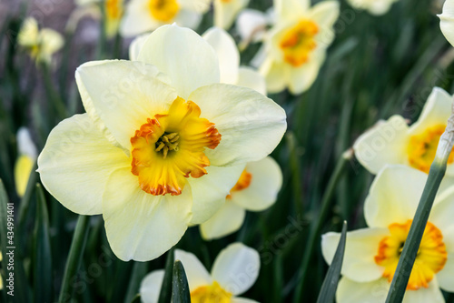 Beautiful variety fragrant daffodil macro flower. Narcissus on the background of green leaves, selective focus. Spring floral fresh background.