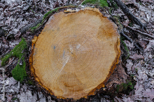 Old wooden oak tree cut surface