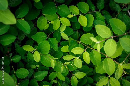 Green foliage close up background