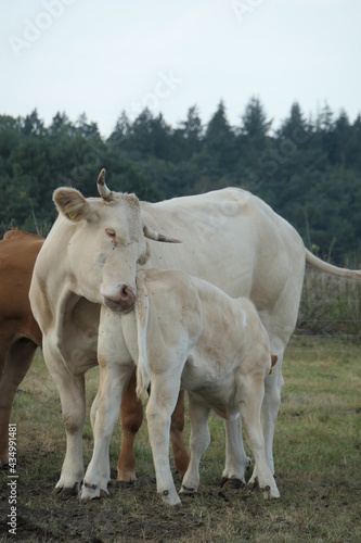 A white cow and calf cuddle in the pasture, seen from the front and close up.