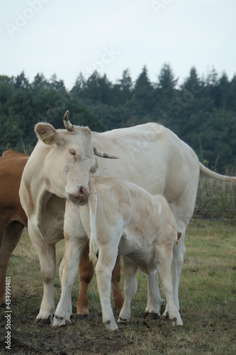 A white  cow and calf cuddle in the pasture, seen from the front and close up.