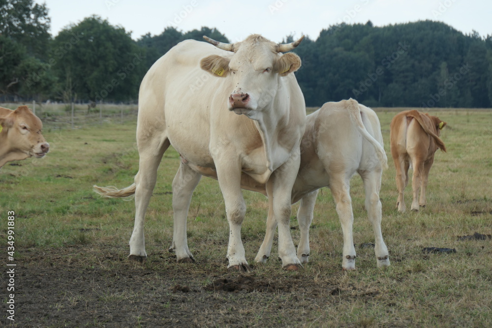 A white cow with her calf in the meadow. Calf drinks from the cow. A white cow with her calf in the meadow. Calf drinks from the cow.