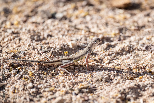 desert lizard © Jason