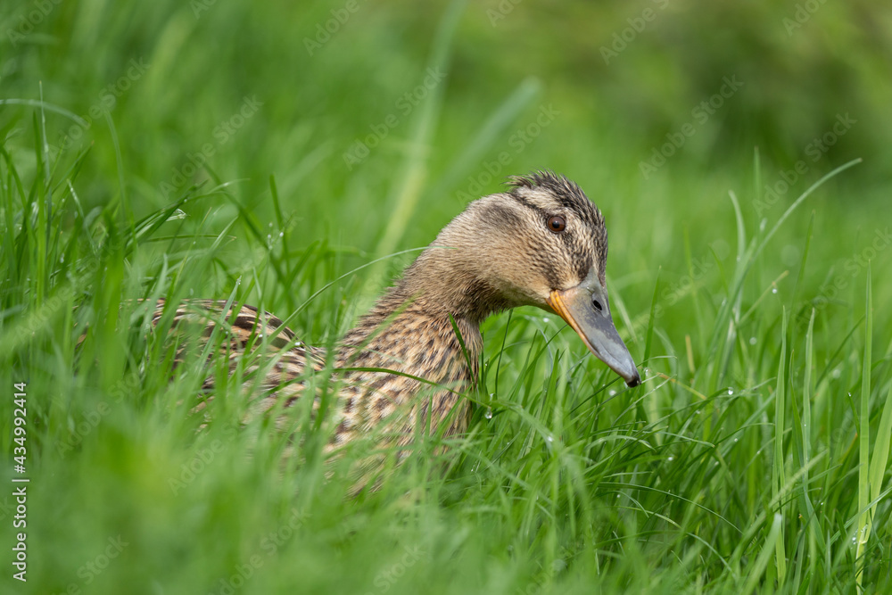 Mallard hiding in the tall grass. Wild duck during spring season. Bird watching in the Europe. Mallard hiding in the tall grass. Wild duck during spring season. Bird watching in the Europe.