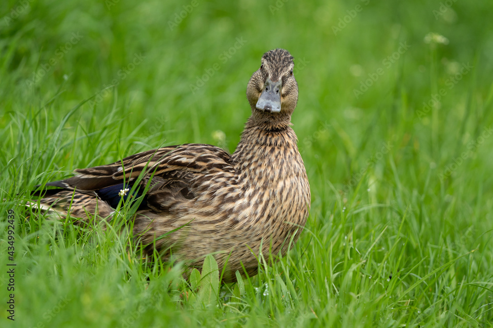Mallard hiding in the tall grass. Wild duck during spring season. Bird watching in the Europe. Mallard hiding in the tall grass. Wild duck during spring season. Bird watching in the Europe.